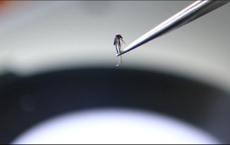 El dengue se transmite por la picadura del mosquito Aedes aegypti. AFP/ARCHIVO