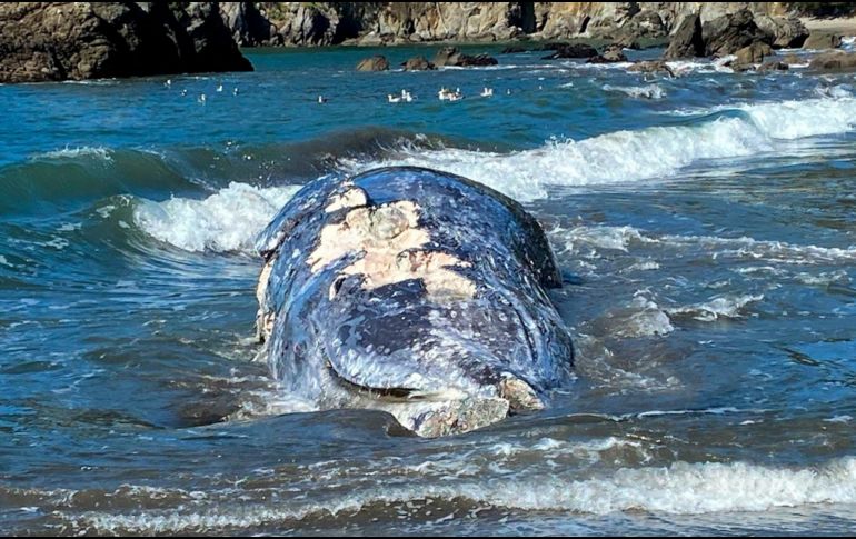 Las causas más comunes de muertes de ballenas, según el equipo de investigaciones del centro en años recientes, han sido malnutrición, enredamiento en redes de pesca y trauma por choques con barcos. AP / The Marine Mammal Center