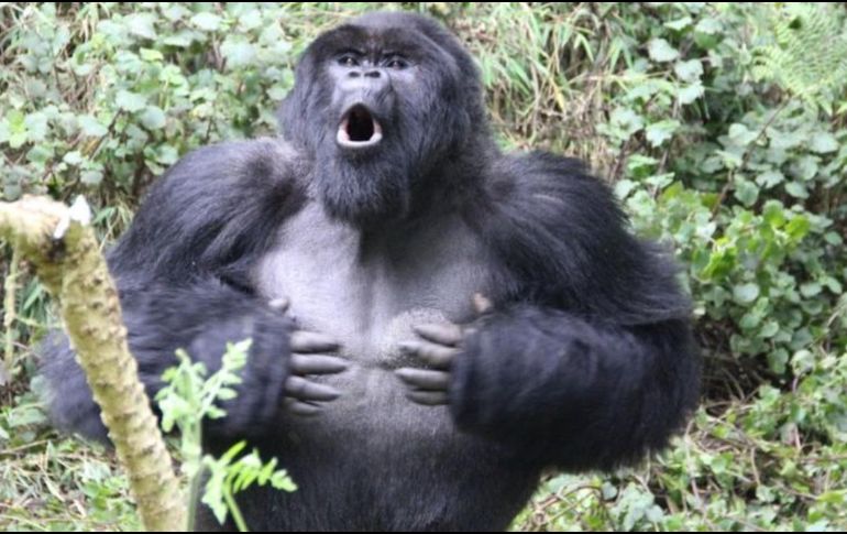 Los golpes de pecho son el gesto más famoso de los gorilas. Científicos lograron entender su significado. DIAN FOSSEY GORILLA FUND/PA WIRE