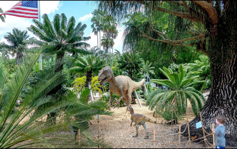 Los dinosaurios de tamaño natural están rodeados por la colección permanente de helechos, coníferas y plantas con flores del Botánico Fairchild que se remontan al mundo prehistórico. EFE / C. Herrera-Ulashkevich
