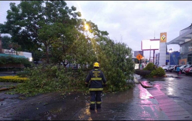 Personal de Protección Civil de Guadalajara se encuentra atendiendo el reporte de un árbol caído en avenida Américas y Herrera y Cairo, en la colonia Ladrón de Guevara la mañana de este jueves. TWITTER / @PCYBOMGDL