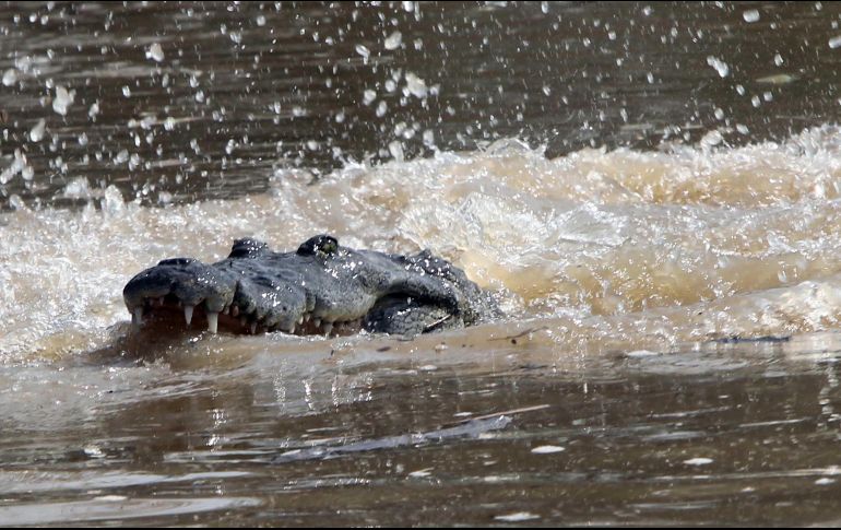 En el año se reportan varios incidentes de cocodrilos que ingresan a zonas ocupadas por humanos en los alrededores de la laguna en Oaxaca. SUN/ARCHIVO