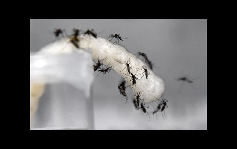 EXPERIMENTO. Los científicos buscan introducir una bacteria en los mosquitos para reducir la peligrosidad de la picadura. ESPECIAL
