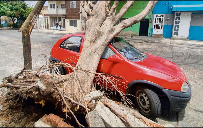 DENUNCIA CIUDADANA. Gracias a los reportes, el Ayuntamiento de Guadalajara ha podido detectar árboles que han caído y luego se les retira. El de la imagen, por ejemplo, se encontraba en la colonia Belisario Domínguez. JPEREZ