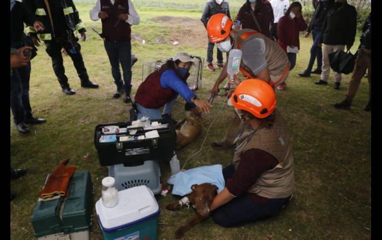 10 de junio. Protección Civil de Puebla informó que un equipo interinstitucional puso en marcha un plan de rescate de los perros Spay y Spike. TWITTER@Gob_Puebla