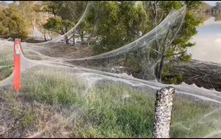 El manto tejido por las arañas apareció en los campos alrededor de las ciudades azotadas por lluvias torrenciales los días previos. CAROLYN CROSSLEY