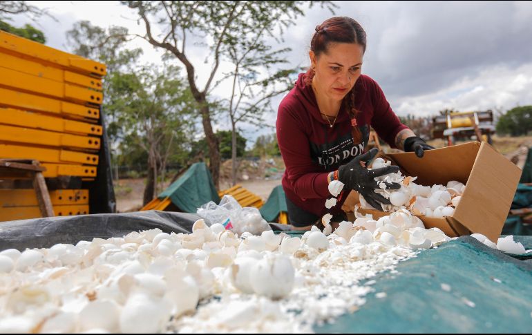 Integrantes de la organización H20 laboran en la preparación de cascarones de huevo en el centro de acopio del Parque Resistencia Huentitán. EFE/F. Guasco