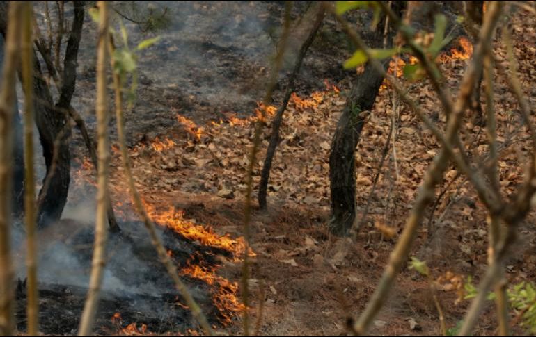 El incendio se registró el pasado 30 de marzo en el paraje Villa Felicidad del Bosque La Primavera, ubicado en el municipio de Tala. EL INFORMADOR / ARCHIVO