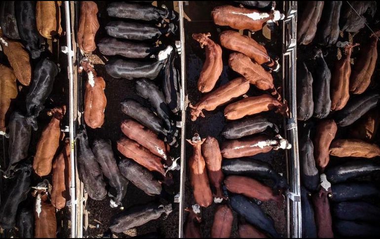 Argentina es uno de los mayores consumidores mundiales de carne vacuna por habitante, con 45 kilos anuales. EFE/ARCHIVO