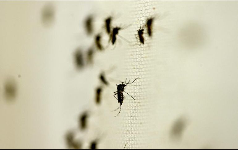 En total, en los que va del año en Jalisco se han confirmado 65 casos de dengue. NTX/ARCHIVO