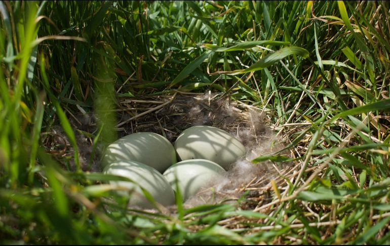 El eider está totalmente protegido en Islandia. Su caza y la utilización de sus huevos están prohibidos. AFP/J. Richard
