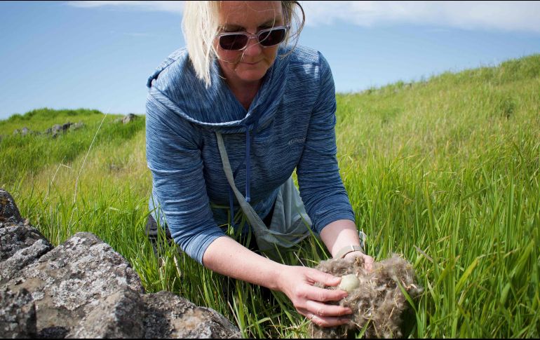El eider está totalmente protegido en Islandia. Su caza y la utilización de sus huevos están prohibidos. AFP/J. Richard