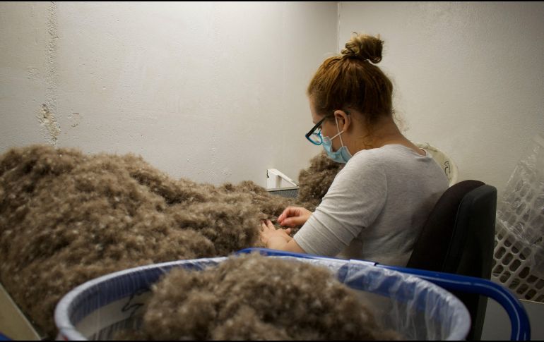 El eider está totalmente protegido en Islandia. Su caza y la utilización de sus huevos están prohibidos. AFP/J. Richard