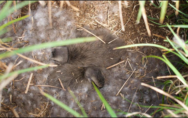 El eider está totalmente protegido en Islandia. Su caza y la utilización de sus huevos están prohibidos. AFP/J. Richard
