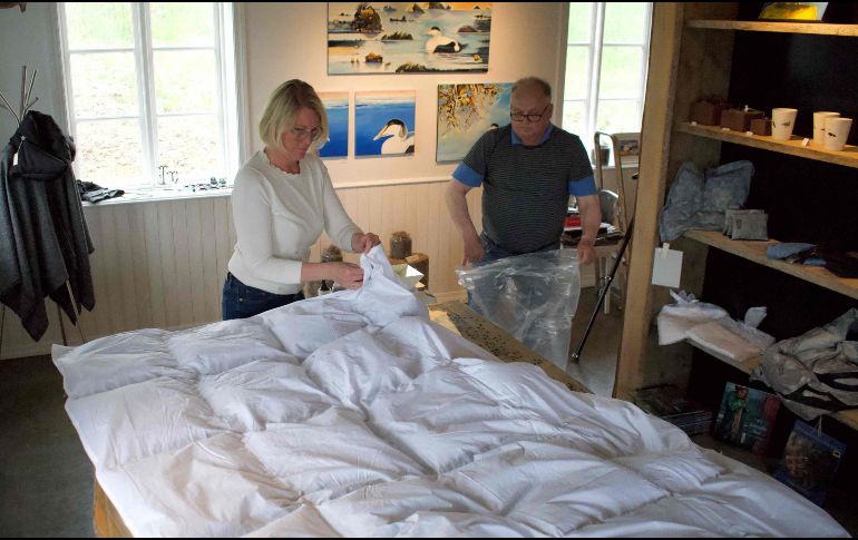 El eider está totalmente protegido en Islandia. Su caza y la utilización de sus huevos están prohibidos. AFP/J. Richard