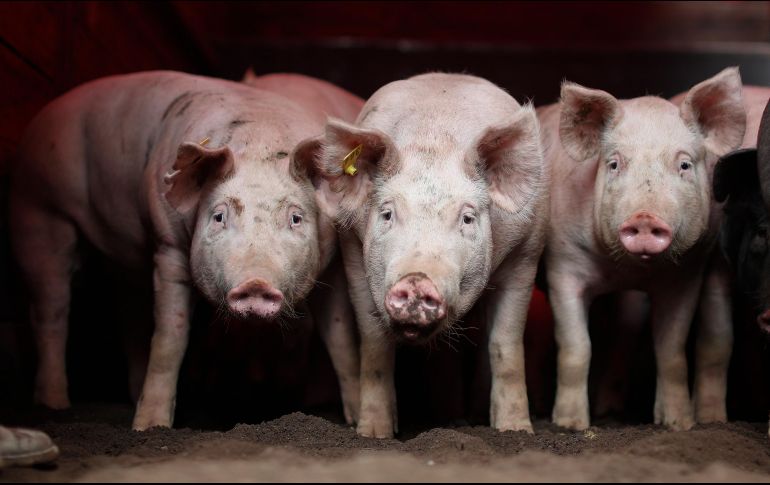 la peste porcina africana es una enfermedad viral que afectaa los cerdos domésticos y silvestres. AP/ARCHIVO