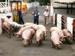 Jalisco es el principal productor de cerdo en México, por lo que resultaría especialmente afectado si la enfermedad llegara al país. EL INFORMADOR/Archivo