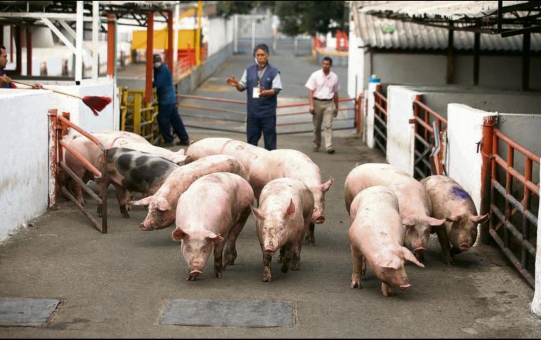 Jalisco es el principal productor de cerdo en México, por lo que resultaría especialmente afectado si la enfermedad llegara al país. EL INFORMADOR/Archivo