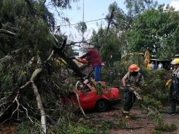 Un árbol cayó sobre un Nissan Tsuru en color rojo, en Tlaquepaque. Los tres pasajeros fueron rescatados por bomberos municipales con lesiones leves. ESPECIAL
