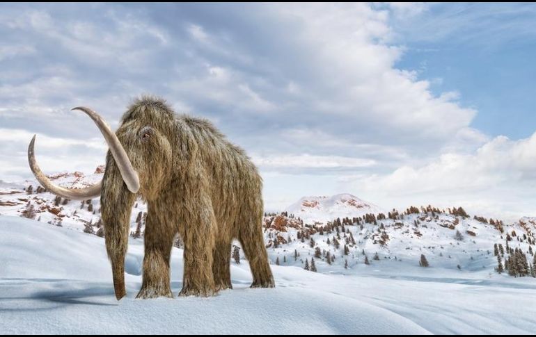 Los mamuts lanudos se extinguieron hace milenios, pero la ingeniería genética podría traerlos de vuelta a la Tierra. GETTY IMAGES