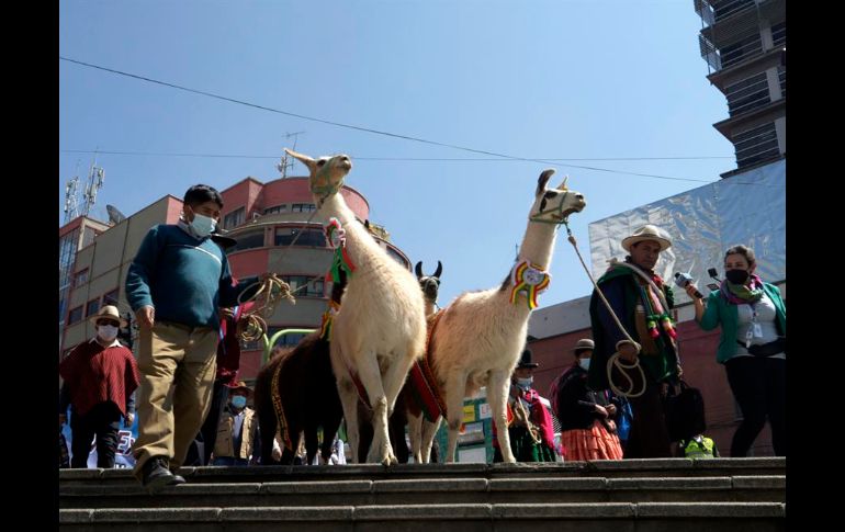 La crianza de camélidos como llamas, alpacas y vicuñas en Bolivia busca entrar en la 