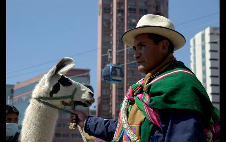 La crianza de camélidos como llamas, alpacas y vicuñas en Bolivia busca entrar en la 