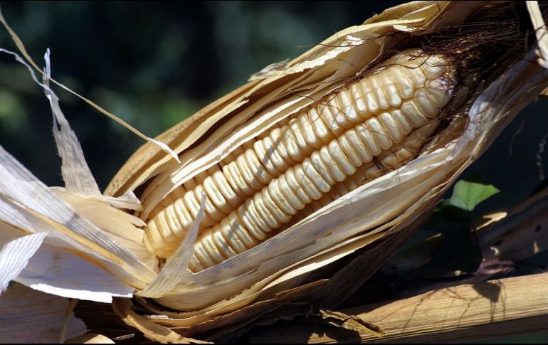 La gastronomía mexicana va unida con la domesticación del maíz. INFORMADOR/ARCHIVO