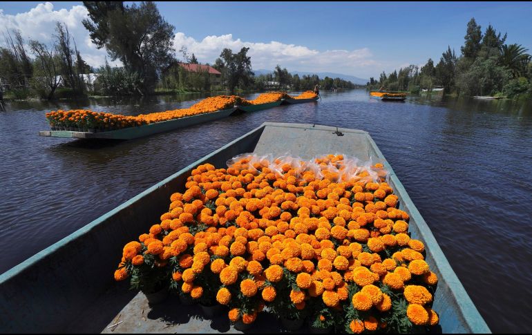 Transporte. Llevan las flores de cempasúchil a bordo de trajineras en Xochimilco. AP/M. Ugarte