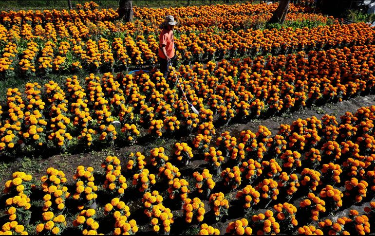 Cultivo. Un trabajador riega las flores del “Día de Muertos” antes de que sean distribuidas en los lugares de venta. AP/M. Ugarte