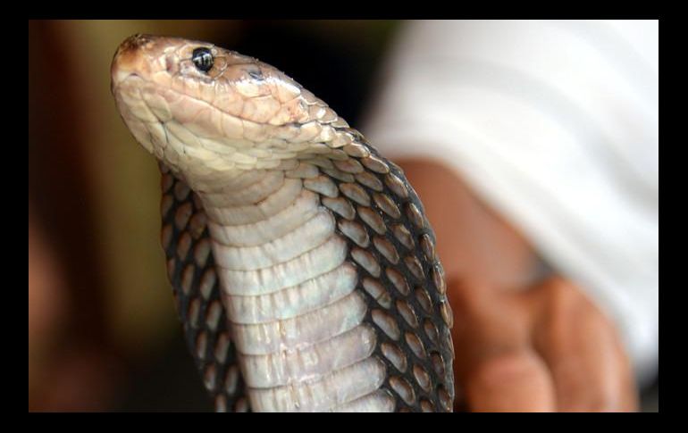 El manipulador de serpientes que vendió la cobra a Kumar e incluso lo entrenó para que supiera manejar al animal, también fue detenido. AFP / ARCHIVO