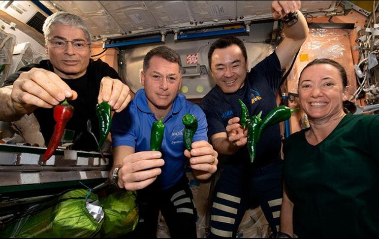 Los astronautas cosecharon los primeros chiles en el espacio. AP/ NASA