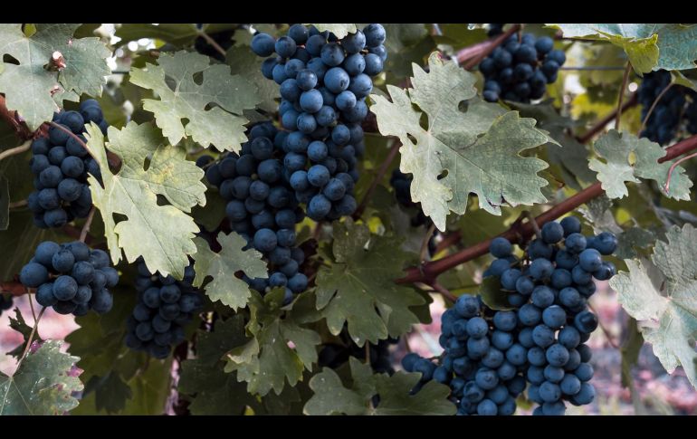 UNSPLASH/ DAN CRISTIAN