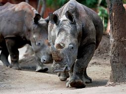 Los rinocerontes blancos del sur pueden pesar hasta dos toneladas. EFE / ARCHIVO