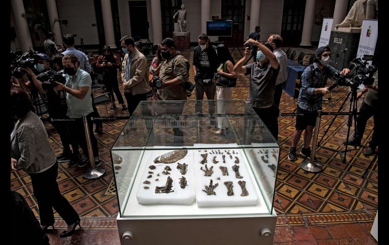 Expertos se mostraron sorprendidos de haber logrado descubrir el 80% del esqueleto del dinosaurio. AFP/M. Bernetti