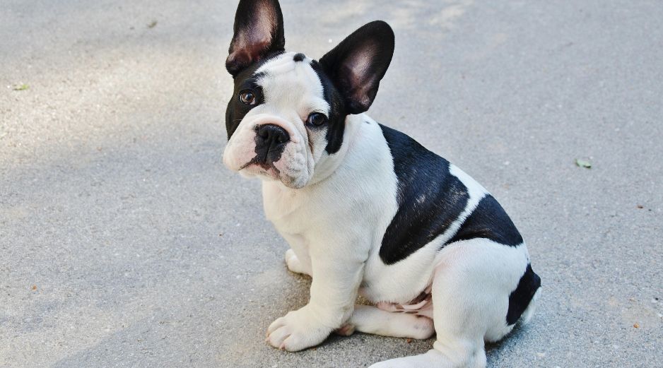 Bulldog francés. Un perro pequeño, fácil de transportar y parece que también de robar. PIXABAY