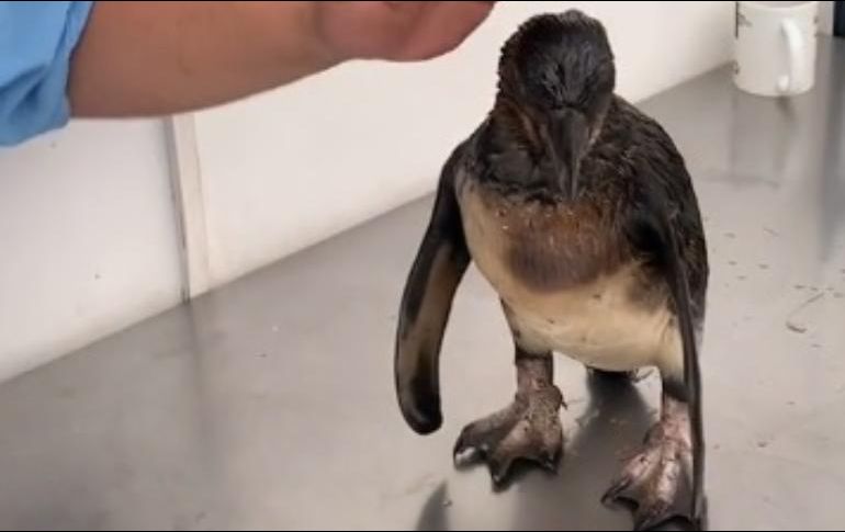 El caso del pingüino de Humboldt se hizo viral en las redes sociales. TikTok / enriquechung1