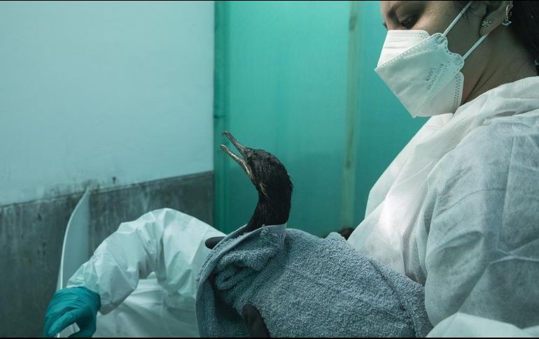 Una trabajadora atiende a un ave marina afectada por el derrame petrolero en costas peruanas. XINHUA/M. Bazo