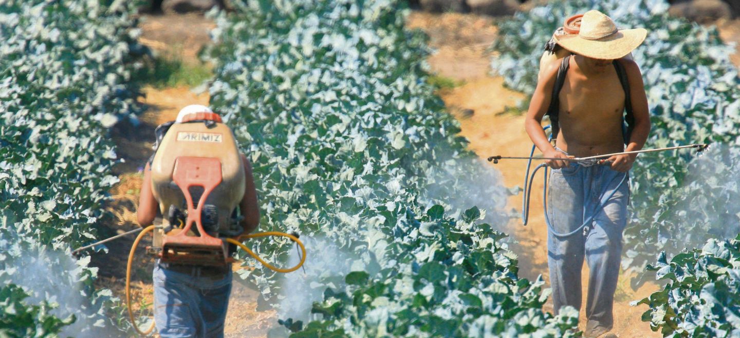 SIEMBRA. Especialistas recomiendan la utilización de plaguicidas naturales, que no se usan tanto porque son más caros. Archivo/ El Informador
