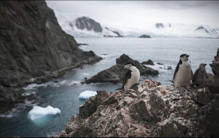 Año con año, la Antártida reduce sus fronteras de hielo. EFE/ARCHIVO