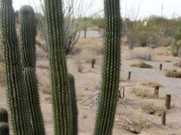 Se montó un operativo de búsqueda 12 kilómetros al interior del desierto, logrando localizar a una mujer de 36 años, originaria de Cuauhtémoc, Chihuahua. EFE / ARCHIVO