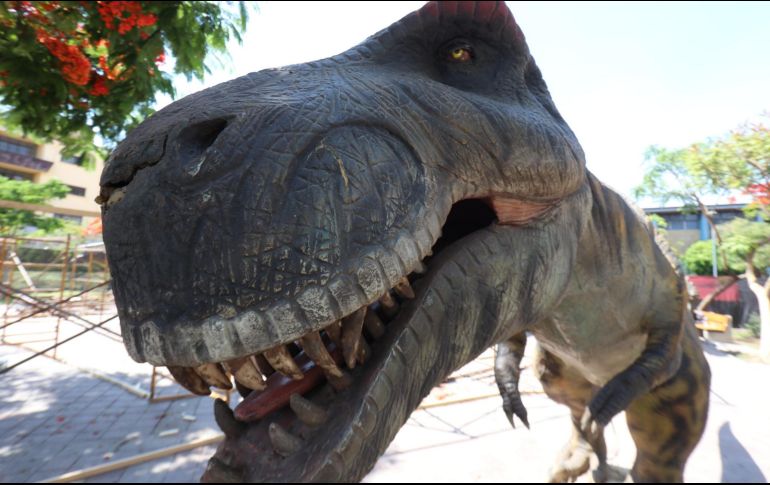 Los dinosaurios animatrónicos son réplicas de especies como triceratops, tiranosaurio rex, iguanodon, diplodocus, espinosaurio, carnotaurus, anquilosaurio, amargasaurus y estegosaurio, entre otros. CORTESÍA / Gobierno de Guadalajara