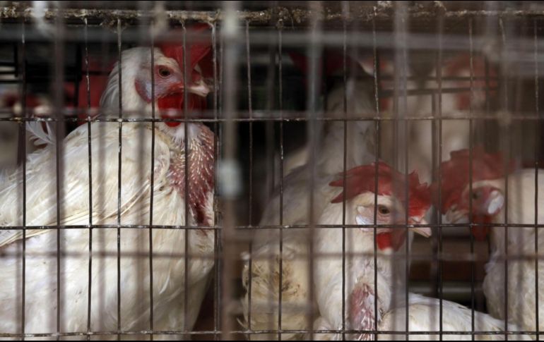 Las medidas tomadas por el Gobierno de Jalisco pretenden prever la propagación del virus aviar. INFORMADOR/ARCHIVO