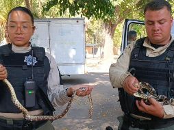 Los reptiles fueron llevados a la Unidad de Manejo Ambiental del Zoológico Villa Fantasía. ESPECIAL