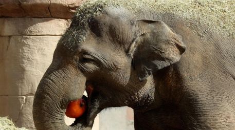 Las constantes batalles con los humanos han tornado a los elefantes a ser más agresivos. EFE/ARCHIVO