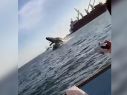 En el video, que ya se viralizó en redes sociales, se observa cómo el cetáceo cae estrepitosamente sobre el yate. ESPECIAL /