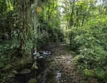 El cambio climático está afectando la vida de los árboles en los bosques tropicales de Australia. EFE/ARCHIVO