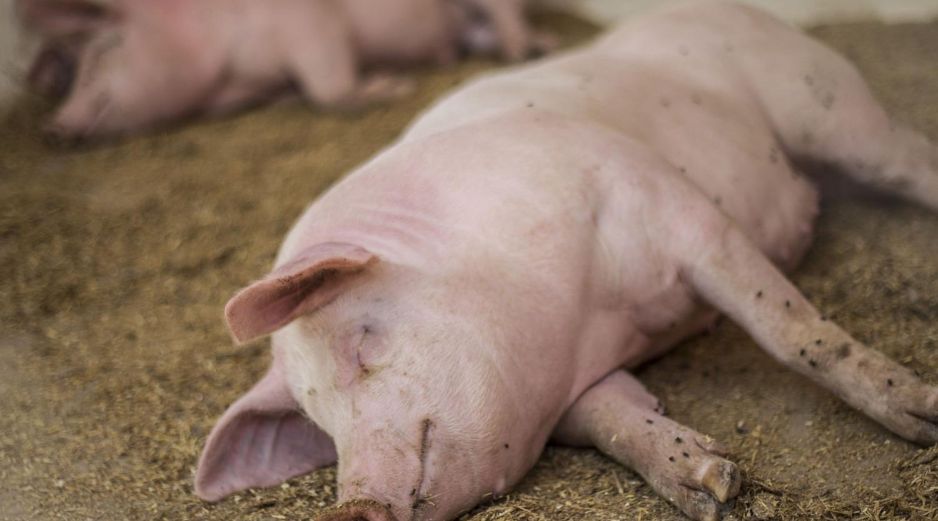 La peste porcina africana tiene una tasa de mortandad de casi el 100%. EL INFORMADOR/ARCHIVO