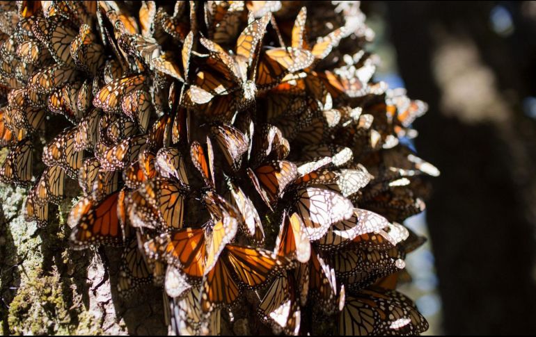 El recuento anual de mariposas no calcula el número individual de mariposas, sino la cantidad de hectáreas que cubren cuando se agrupan en los árboles. EFE/ARCHIVO