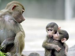 Imagen ilustrativa de unos monos. AP/ARCHIVO