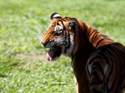 El tigre se deja acicalar mientras olfatea a su cuidador, para después prender su brazo de una mordida hasta destrozárselo. EL INFORMADOR/ARCHIVO